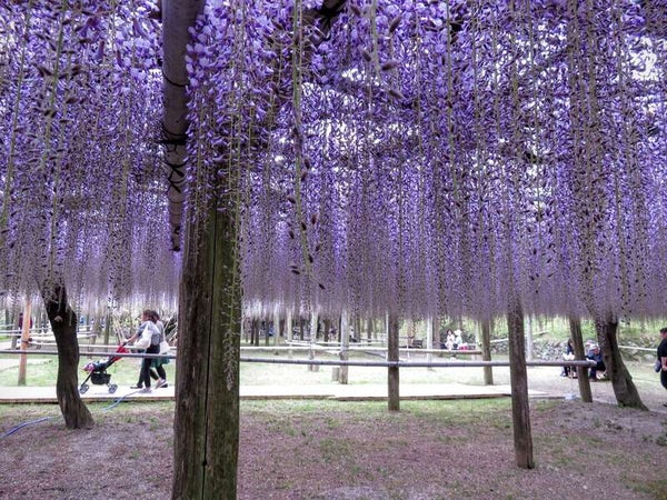 【佐賀・神埼・目達原・中原・鳥栖発】 唐戸市場のすし屋台 活きいき馬関街と一度は行きたい河内藤園の藤棚 日帰り1